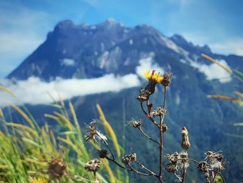 Close-up of wilted plant against cloudy sky