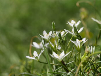 Close-up of white flowering plant