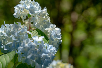 Close-up of white hydrangea flowers