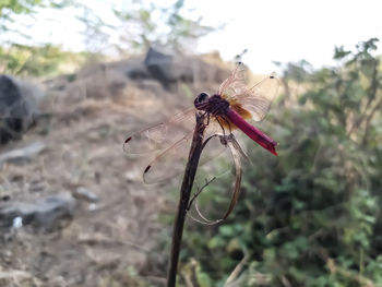 Close-up of dragonfly on flower