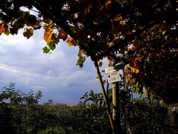 Low angle view of trees against sky