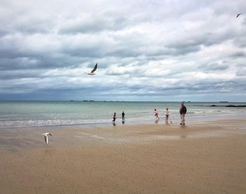 View of seagulls on beach