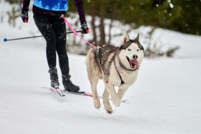 Full length of a dog running on snow