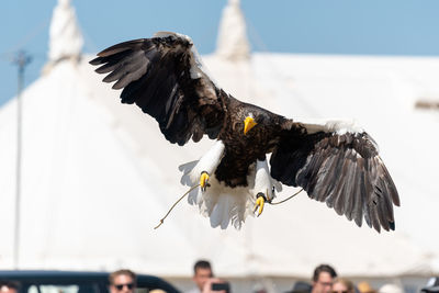 Low angle view of eagle flying in sky