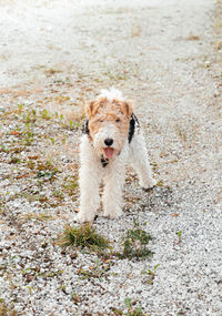 Young beauty explores, fox terrier's adventures near a clearing and distant home, veterinary clinic