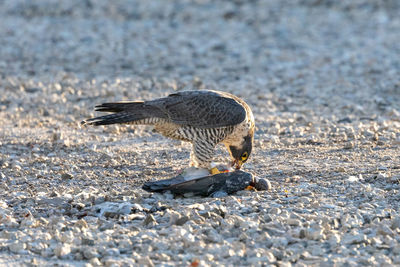Close-up of falcon eating prey