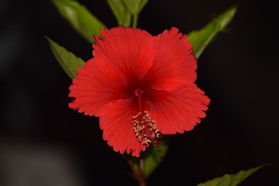 Close-up of red hibiscus flower