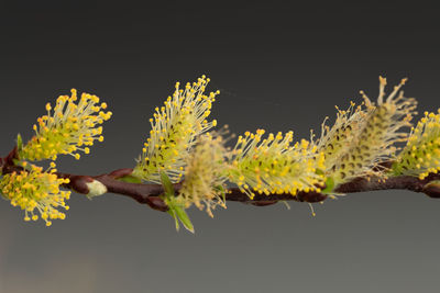 Close-up of yellow flowering plant against black background