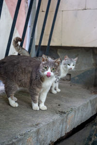 Portrait of cats kitten