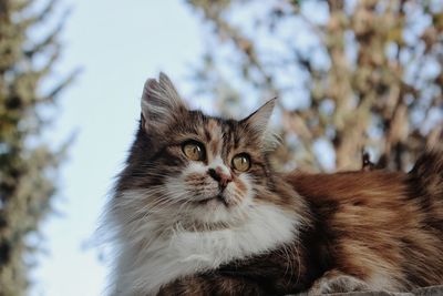 Close-up portrait of a cat