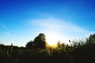 Plants growing on field against blue sky