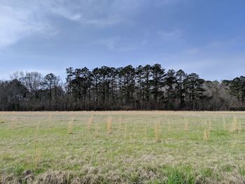 Trees on field against sky