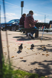 Ducks on street