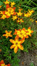 High angle view of yellow flowers blooming on field