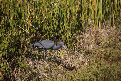 View of a bird on land