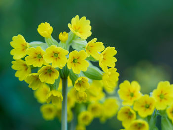 Close-up of yellow flowering plant