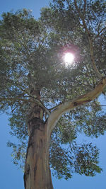 Low angle view of tree against sky on sunny day