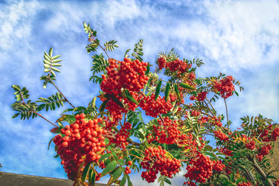 Low angle view of red berries on tree against sky