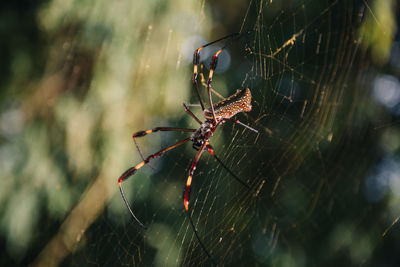 Close-up of spider on web