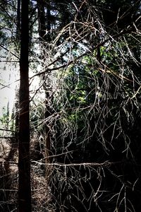 Close-up of tree in forest