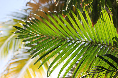 Close-up of palm tree leaves