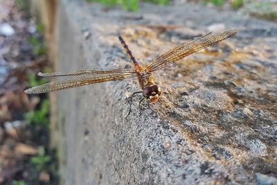 Close-up of insect