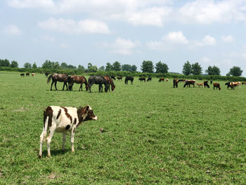 Horses in a field