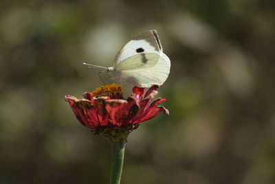 Close-up of butterfly pollinating on flower