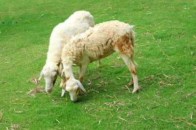 Sheep grazing in a field