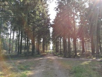 Trees in forest