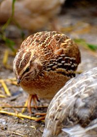 Close-up of a bird