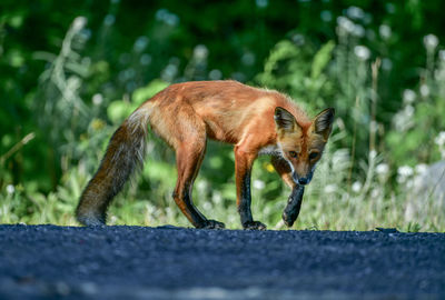 Portrait of fox standing on road