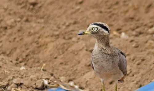 Close-up of bird perching outdoors