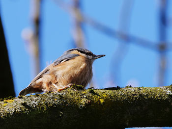 Low angle view of bird perching on branch