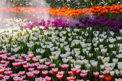 Close-up of multi colored tulips on field