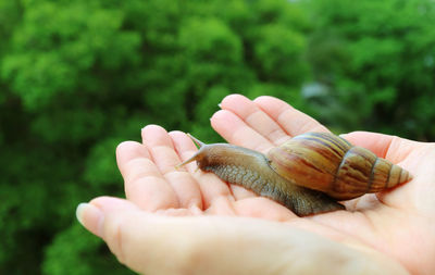 Close-up of hand holding a snail