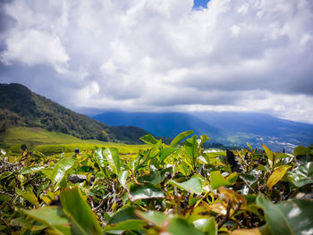 Scenic view of agricultural field against sky