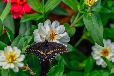 Close-up of butterfly pollinating on flowering plant