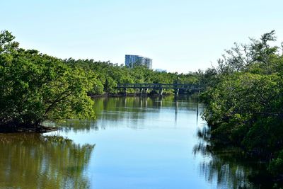 Bridge over river amidst trees