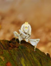 Close-up of flower against blurred background