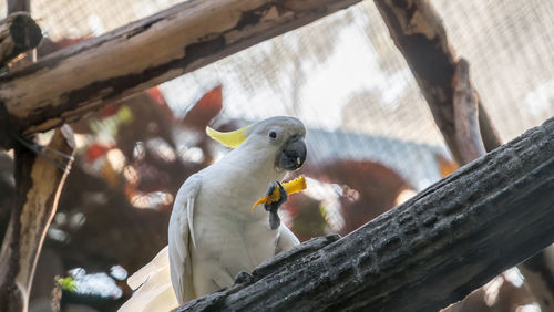 Close-up of parrot in cage