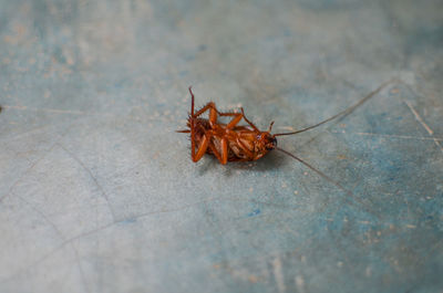 High angle view of insect on floor