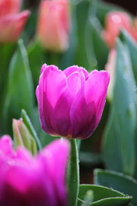 Close-up of pink tulip