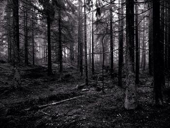 Trees in forest