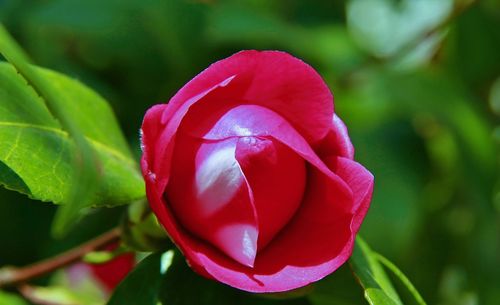 Close-up of red rose