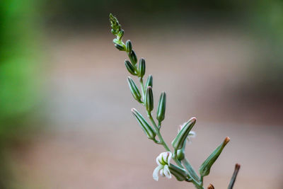 Close-up of green plant