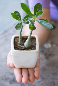 Close-up of hand holding potted plant