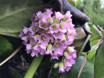 Close-up of purple flowering plant