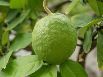 Close-up of fruit growing on plant