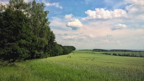 Scenic view of grassy field against sky